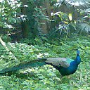 ���� ���, �����, 47 ��� - ��������� 30 ������ 2012