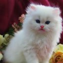 ���� ����, ������, 39 ��� - ��������� 23 ���� 2013 � ������ ���� ����������