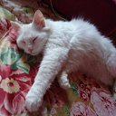 ���� �������, �����-���������, 61 ��� - ��������� 12 ������ 2011 � ������ ���� �����