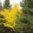 ���� Vipalych, ������, 68 ��� - ��������� 4 ��� 2011 � ������ ������