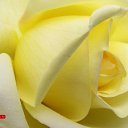 ���� ������, ���-����, 27 ��� - ��������� 17 ������� 2009 � ������ �����������