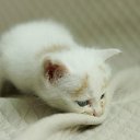 ���� ����, �����������, 51 ��� - ��������� 6 ������ 2012 � ������ ���� ����������