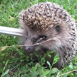 ������, �����������, 54 ����