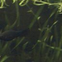 ���� ������, ���������, 66 ��� - ��������� 14 �������� 2010 � ������ ��� �������