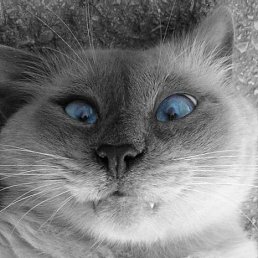 ���� Mike, ���������, 43 ���� - ��������� 19 �������� 2012