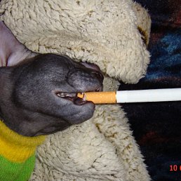 ���� �������, ������� - ��������� 15 ������� 2009