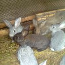  Masha, , 43  -  22  2012    