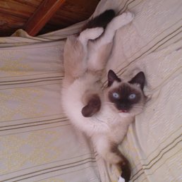 ���� �������, ������������, 53 ���� - ��������� 2 ������� 2011