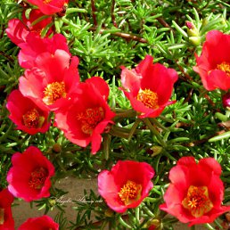 ���� �������, ���������, 54 ���� - ��������� 10 ���� 2012