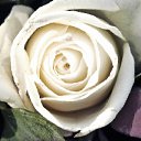 ���� Volf, ������, 42 ���� - ��������� 27 ������� 2013 � ������ ���� ����������