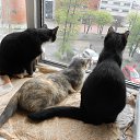 �������� �� ������ ������� �� ������� ����� ��� ������������