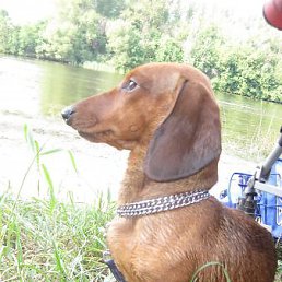 ���� ���, ������, 43 ���� - ��������� 26 ������� 2010