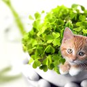 ���� ������, �����-���������, 24 ���� - ��������� 6 ������� 2012 � ������ ���� ����������