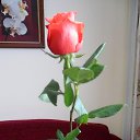 ���� �����, �����, 77 ��� - ��������� 12 ���� 2013 � ������ ���� ����������