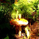 ���� �����, �����������, 68 ��� - ��������� 10 ������ 2010 � ������ �������� ���������