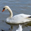 ���� ���� ���, ��������, 54 ���� - ��������� 23 ���� 2013 � ������ �1�