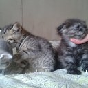  Zanna, , 53  -  15  2012    