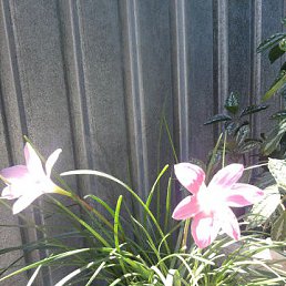 Фото Игорь, Бийск, 49 лет - добавлено 2 июля 2013