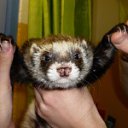 ���� ������, �������, 43 ���� - ��������� 22 ������� 2011 � ������ �������