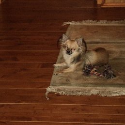 �������, ������, 69 ���