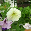  Zima,  -  9  2012      2