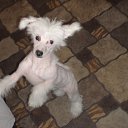 ���� ������-������� ��� ���� �����, ��������, 85 ��� - ��������� 27 ����� 2010 � ������ ������ �������