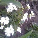  Irina, , 56  -  15  2011   *My flowers*