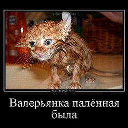 ���� ������, ��������� - ��������� 22 ������� 2012