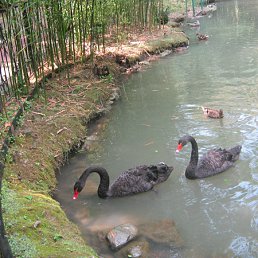 ���� �������, ����, 61 ��� - ��������� 14 ������� 2012