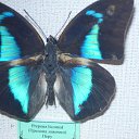 ���� ���������, �������, 62 ���� - ��������� 22 ���� 2012 � ������ �������