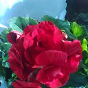 ���� ���������, �������, 48 ��� - ��������� 12 �������� 2012 � ������ �������