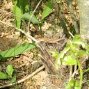 ���� ������, �����������, 55 ��� - ��������� 6 ���� 2011 � ������ �������