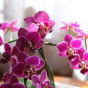 ���� �����, �����, 60 ��� - ��������� 21 ��� 2012 � ������ ������ �����