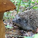 ���� ������, ����� - ��������� 18 ������� 2012 � ������ �������