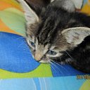 ���� ����, ������, 36 ��� - ��������� 2 ������� 2011 � ������ ���������