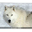    ,      . ,   ,  ,   .    