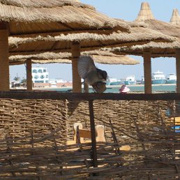 ���� �������, ��������, 42 ���� - ��������� 8 ��� 2011