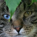  Irenka, , 36  -  1  2012   live 2012