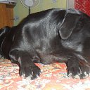 ���� �������, ��������, 44 ���� - ��������� 25 ���� 2013 � ������ ���� ����������