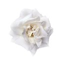 ���� ������, ���-����, 28 ��� - ��������� 17 ������� 2009 � ������ �����������