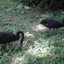 ���� ����, �����, 54 ���� - ��������� 19 ������� 2011 � ������ �����