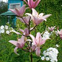 ���� ������, ��������, 62 ���� - ��������� 7 ������� 2012 � ������ ���� ����������