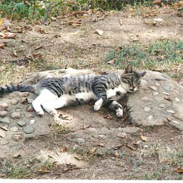 ���� �����, �����-���������, 43 ���� - ��������� 2 ����� 2010