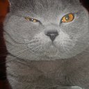  , , 49  -  8  2011   PetLove