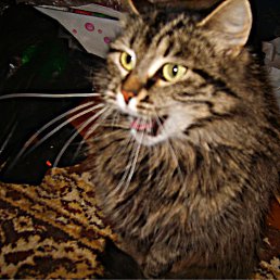 ���� ����, ��������, 36 ��� - ��������� 16 ������ 2010