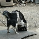 ���� Igor, ��������, 65 ��� - ��������� 8 ���� 2013