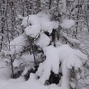 ���� ����������, �����������, 79 ��� - ��������� 19 ��� 2013