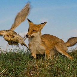 ���� Niko, �������, 69 ��� - ��������� 19 ����� 2012