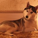 ���� �������, ����-�������, 50 ��� - ��������� 1 ��� 2013 � ������ ��������-�������