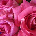 ���� ������, ���-����, 27 ��� - ��������� 17 ������� 2009 � ������ �����������